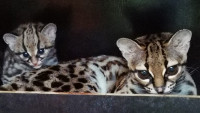 zoo margay foto Šárka Kyselová